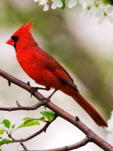 red cardinal in tree
