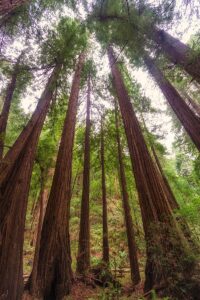 redwood trees in Muir National Park