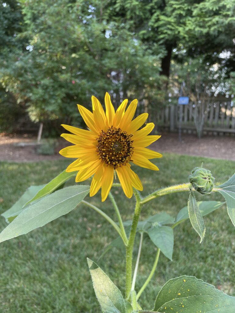 Sunflower growing in a yard